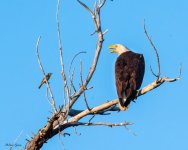 EagleOriole-939.jpg