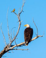 EagleOriole-940.jpg