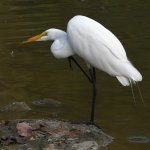 Egret.jpg