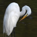 Egret4.jpg