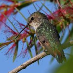 Hummer4.jpg
