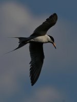 Tern.jpg