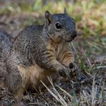 Squirrel.jpg