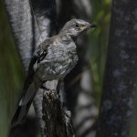 Mockingbird.jpg