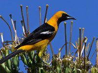 Oriole4.jpg