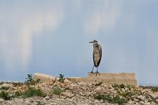 07-18-21-CR-_D501568-ON1.jpg