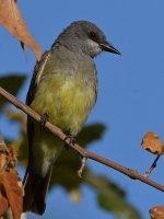 Kiingbird2.jpg