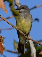 Kiingbird4.jpg