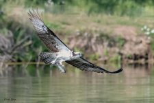 OspreyFish-940.jpg