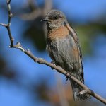 Bluebird3.jpg