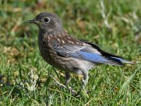 Bluebird6.jpg