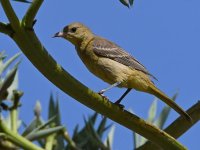 Oriole2.jpg