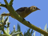 Oriole4.jpg