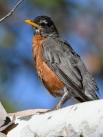 Robin3.jpg