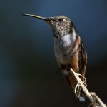Hummer12.jpg