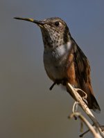Hummer15.jpg