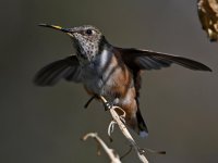 Hummer19.jpg