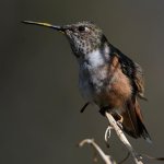 Hummer20.jpg