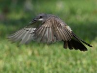 Kingbird2.jpg