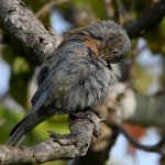 Bluebird2.jpg