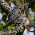 Bluebird3.jpg