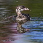 Grebe2.jpg
