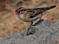 Whydah4.jpg