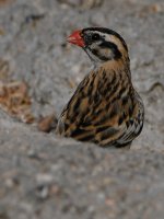 Whydah8.jpg