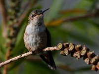 Hummer3.jpg