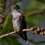 Hummer8.jpg