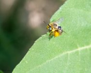 BeeOnLeaf-941.jpg