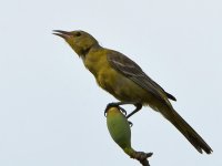 Oriole.jpg
