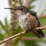 Hummer18.jpg