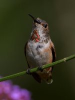Hummer35.jpg