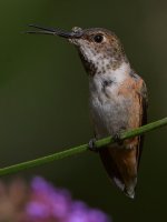 Hummer37.jpg