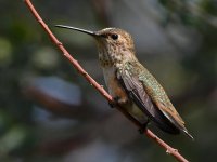 Hummer39.jpg