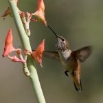 Hummer46.jpg