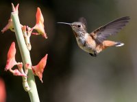 Hummer26.jpg