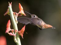 Hummer28.jpg