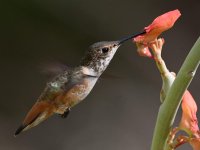 Hummer32.jpg