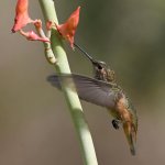 Hummer44.jpg