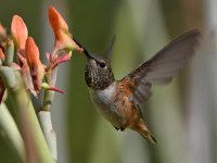 Hummer50.jpg