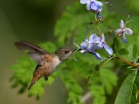 Hummer55.jpg