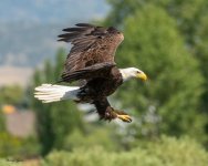 EagleFlight-950.jpg