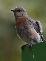 Bluebird2.jpg