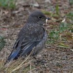Bluebird4.jpg