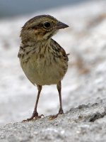 Sparrow.jpg