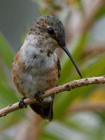 Hummer13.jpg