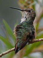 Hummer25.jpg