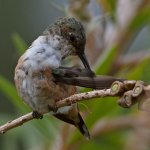 Hummer33.jpg